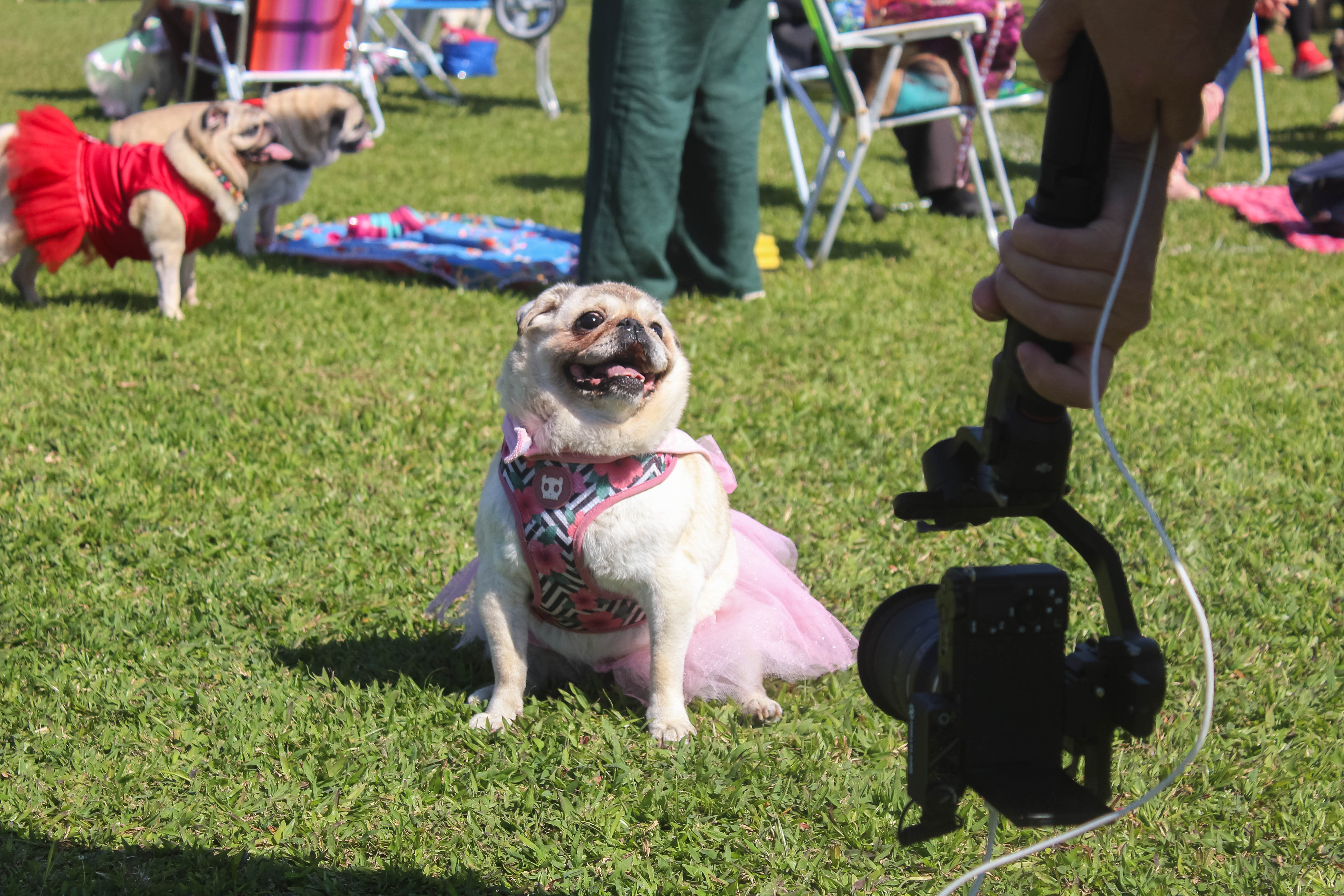 Foto do Pugnic 2025
