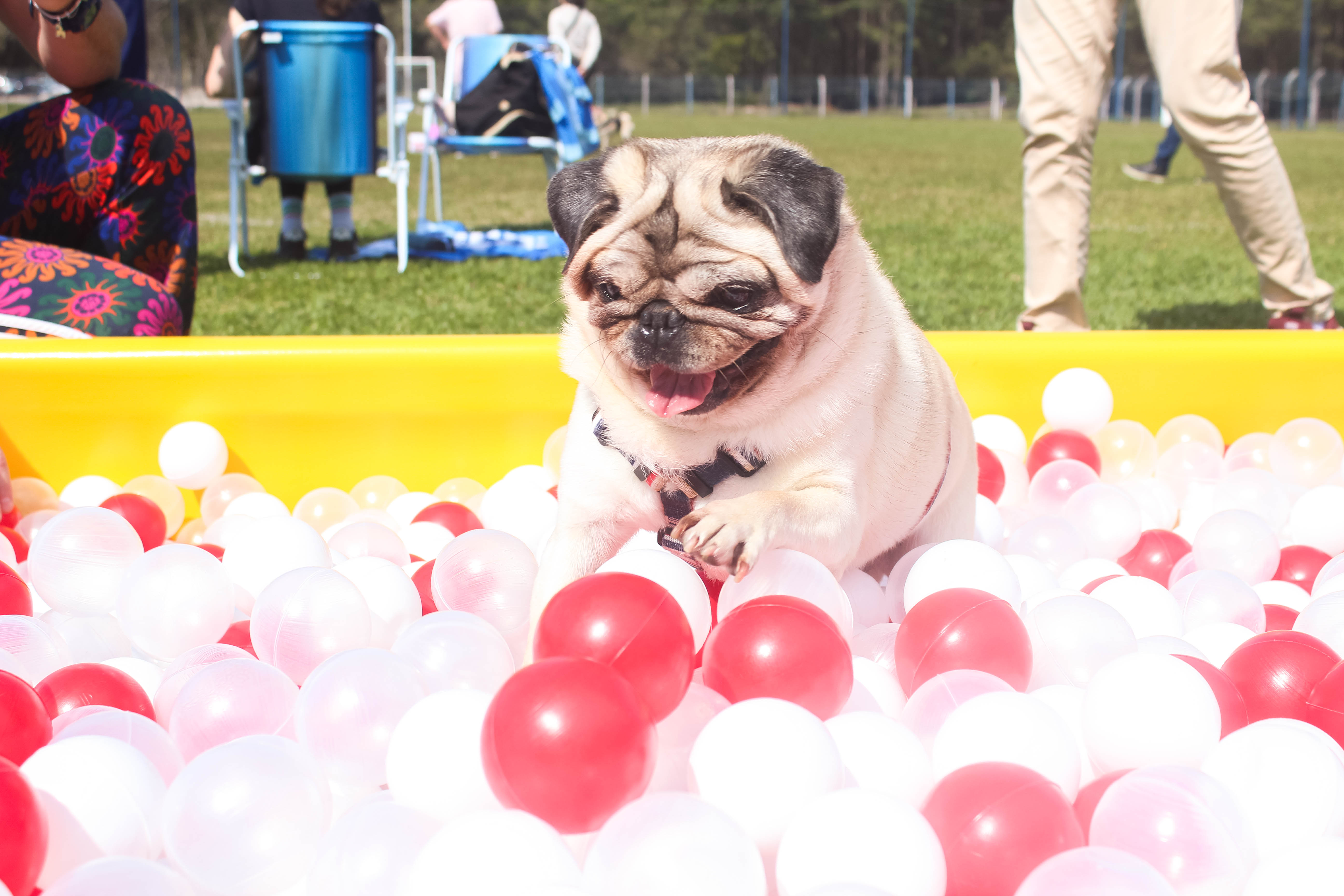 Foto do Pugnic 2025